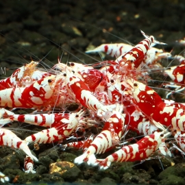 Red FancyTiger Shrimp