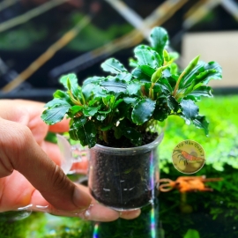 Cây Bucep Xanh Trang Trí Hồ Tép