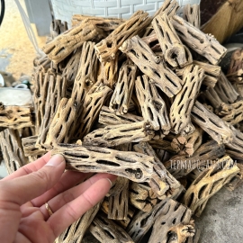 Lũa Cholla - Lũa Xương Rồng Cho Tép Cảnh