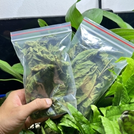 Lá Dâu Tằm Đức Trọng - Thức Ăn Siêu Dinh Dưỡng Cho Tép Cảnh