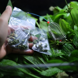 Viên Rau Bina Sấy Lạnh | Thức Ăn Tép Cảnh, Tép Sulawesi