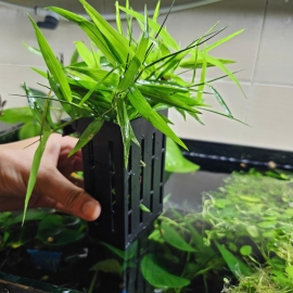 Cây tre Thủy Sinh - 5 ngọn - Giỏ Trồng Cây Thủy Sinh