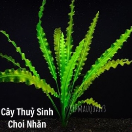 Choi Nhăn, Cây Thủy Sinh KHÔNG CO2, Hậu Cảnh, Cắm Nền