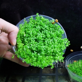 Trân Châu Ngọc Trai-Tiền Cảnh Trải Nền