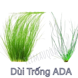 Dùi Trống ADA | Cây Thủy Sinh Không CO2, Hậu Cảnh, Cắm Nền