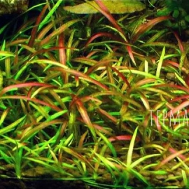 Cây Cỏ Đỏ - Cây Thủy Sinh Tiền Cảnh, Trải Nền, Không CO2
