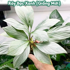 Ráy Bạc Xanh, Cây Thủy Sinh KHÔNG CO2, Trung Cảnh, Cây Bán Cạn Terrarium