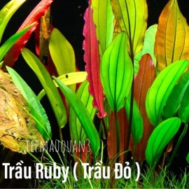 1 Ngọn Trầu Ruby (Trầu Đỏ), Cây Thủy Sinh Không CO2, Cắm Nền, Trung Cảnh