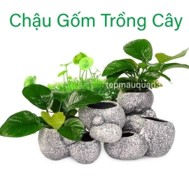 Chậu Gốm Trồng Cây Thủy Sinh Trang Trí Hồ Cá Tép