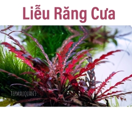 Cây Liễu Đỏ Răng Cưa Lá Nước Thủy Sinh Tiền Cảnh, Giá Thể, KHÔNG CO2