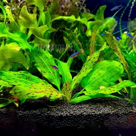 Cây Trầu Xanh Chấm Bi - Echinodorus Ozelot Green  Trang Trí Bể Thủy Sinh - Tép Cảnh