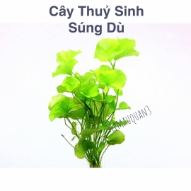 Cây Thủy Sinh Súng Dù, Cây Hậu Cảnh, Không CO2