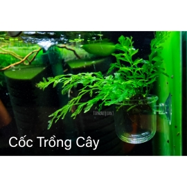 Cốc Trồng Cây Thủy Sinh Acrylic Size Nhỏ