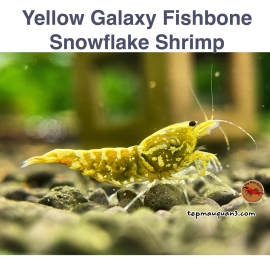 Yellow Galaxy Fishbone Snowflake