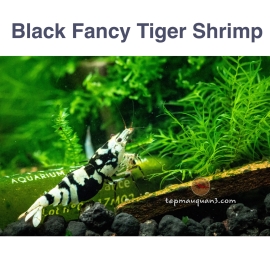 Black Fancy Tiger Shrimp