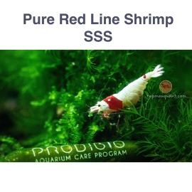  Tép Pure Red Line ( PRL )- Hạng SSS