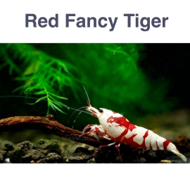 Red FancyTiger Shrimp