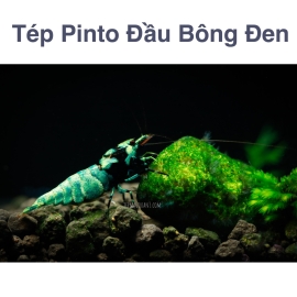 Tép Pinto Đầu Bông Đen