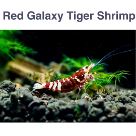  Red Galaxy Tiger Shrimp