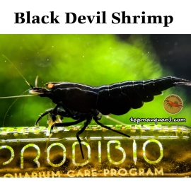 Black Devil Shrimp
