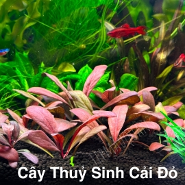 Cây Cải Đỏ Thủy Sinh | Cây Thủy Sinh Tiền Cảnh, Cắm Nền
