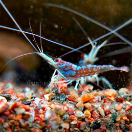 Tép Sulawesi Blue Ghost - Sulawesi Blue Ghost Shrimp