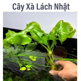 Xà Lách Nhật - Cây Thủy Sinh KHÔNG CO2 - Trung Cảnh