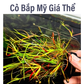 Cỏ Bắp Mỹ Gắn Giá Thể | Cây Thủy Sinh KHÔNG CO2, Trung Cảnh, Cắt Cắm