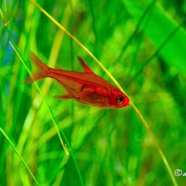 Cá Ember Tetra