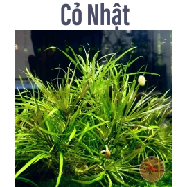 Cây Cỏ Nhật Thủy Sinh Tiền Cảnh, Không CO2