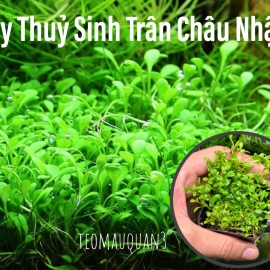 Cây Thủy Sinh Trân Châu Nhật - Cây Trải Nền