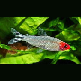 Cá Sóc Đầu Đỏ - Hemigrammus Rhodostomus