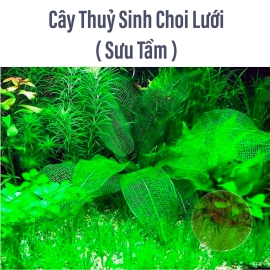 Cây Thủy Sinh Choi Lưới - Trang Trí Bể Thủy Sinh - Tép Cảnh