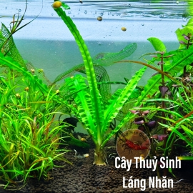 Cây Thủy Sinh Láng Nhăn - Cây Thủy Sinh 