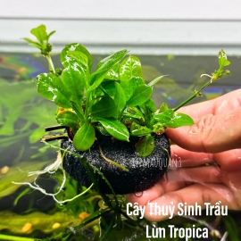 Cây Thủy Sinh Trầu Lùn Tropica - Trung Cảnh - Tiền Cảnh - Không Co2