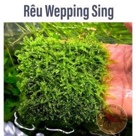 Rêu Wepping Sing