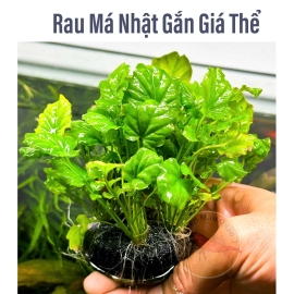 Chậu Rau Má Nhật Cây Thủy Sinh Không CO2, Tiền Cảnh