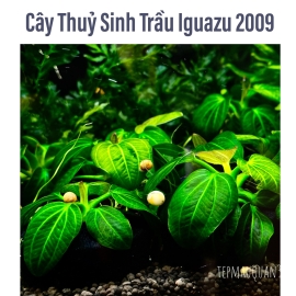Trầu Iguazu 2009 Chuyên Tép Cảnh- Cây Thủy Sinh
