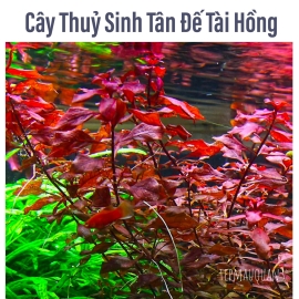 Tân Đế Tài Hồng | Cây Thủy Sinh KHÔNG CO2, Hậu Cảnh, Cắt Cắm