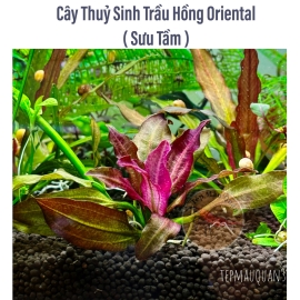 Trầu Hồng Oriental Sưu Tầm - Trầu Thuỷ Sinh