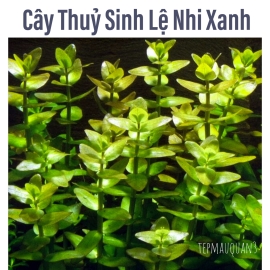 Lệ Nhi -  Cây Thủy Sinh Trung Cảnh, Cắt Cắm, Không CO2