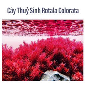 Cây Vảy Ốc Siêu Đỏ (Rotala Colorata) - Cây Thủy Sinh Trung Cảnh, Cắt Cắm
