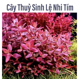 Cây Thủy Sinh Cắt Cắm Lệ Nhi Tím ( Sưu Tầm )