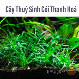 Cói Thanh Hóa--  Dùi Trống Việt | Cây Thủy Sinh Tiền Cảnh, Cắm Nền