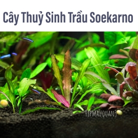 Trầu Đỏ Soekarno - Trang Trí Hồ Thủy Sinh - Không Co2