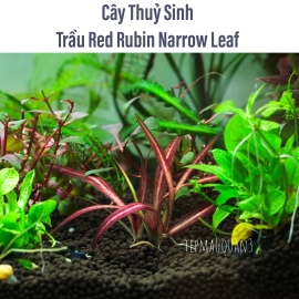 Trầu Red Rubin Narrow Leaf - Trung Hậu Cảnh- Dễ Chăm - Không Co2