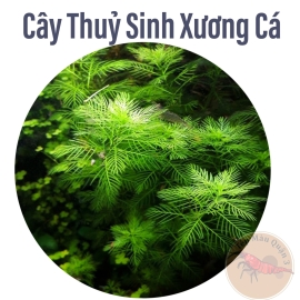 Cây Thủy Sinh Xương Cá Mini 5 Ngọn - Trung Cảnh - Hậu Cảnh - Không Co2