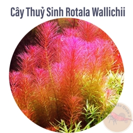Cây Thủy Sinh Rotala Wallichii - 20 Nhánh- Trung Cảnh - Hậu Cảnh