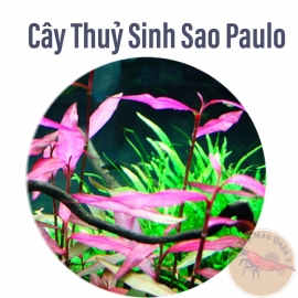 Cây Thủy Sinh Sao Paulo 10 Ngọn - Trung Cảnh - Hậu Cảnh