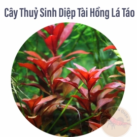 Cây Thủy Sinh Diệp Tài Hồng Lá Táo  - Trung Cảnh - Hậu Cảnh